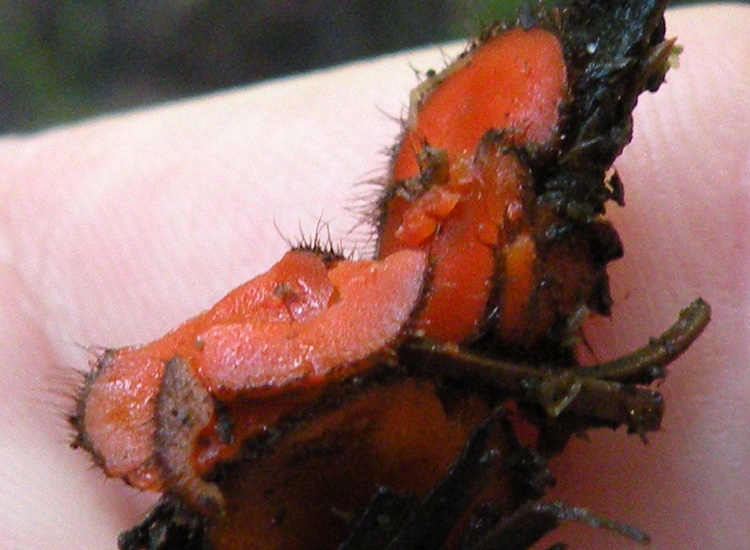 Ascomycetes dalla Val di Genova